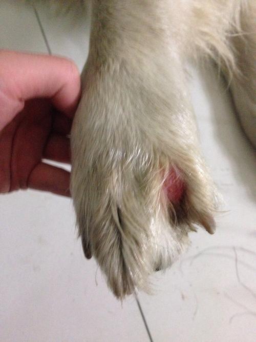 我家两岁的金毛狗前爪缝红肿,走路有点拐,可能有些痒总是添,这是怎么