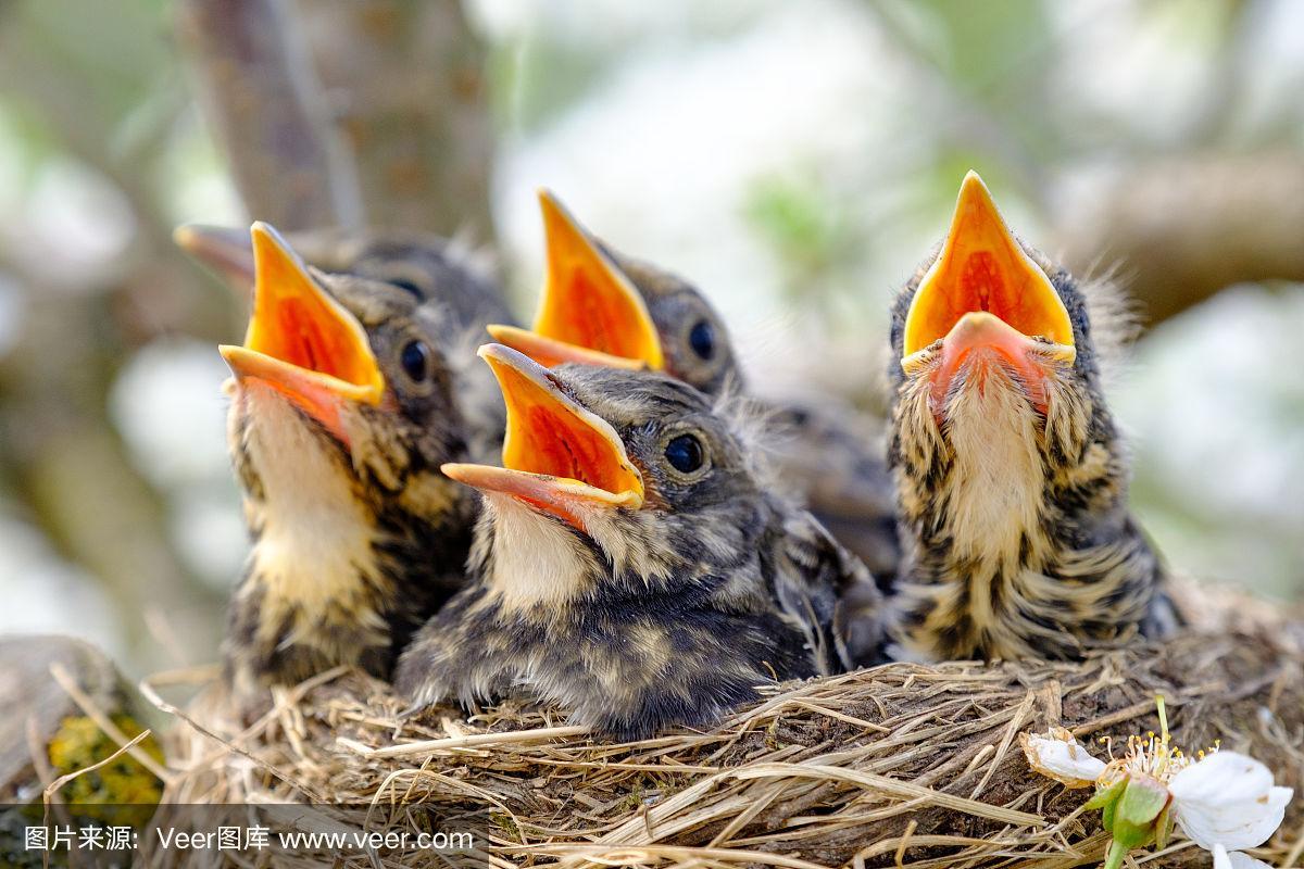 近距离观察幼鸟在巢上张大的嘴巴.有橙色喙的幼鸟,在野生动物中筑巢.