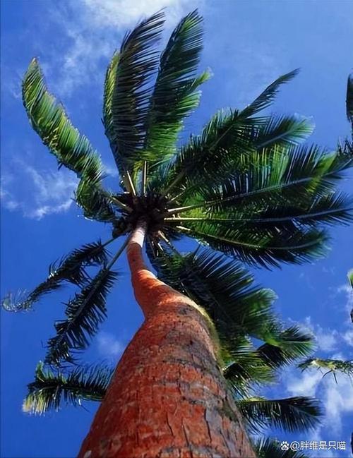 世界上"最不正经"的椰子树:从不结一个椰子,却能养活上百万人