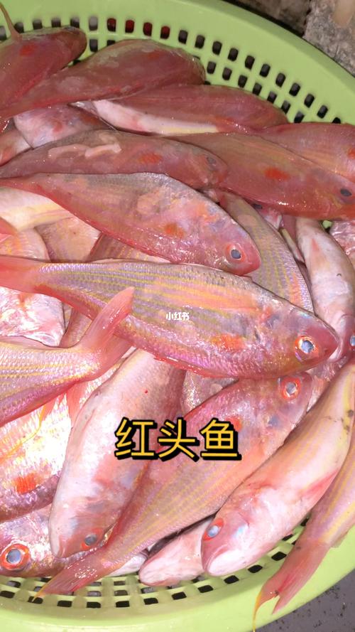 红头鱼野生海鱼