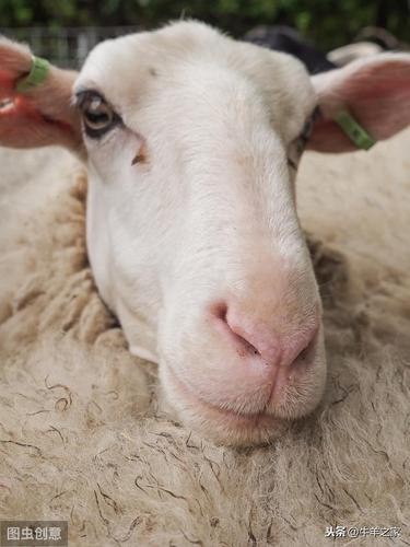 羊鼻蝇病的防治