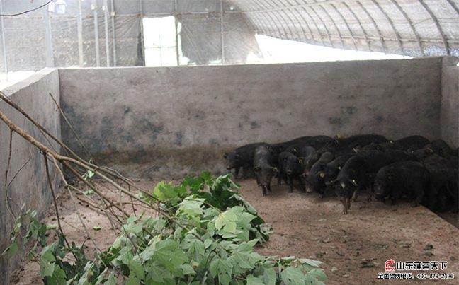 藏香猪养殖技术