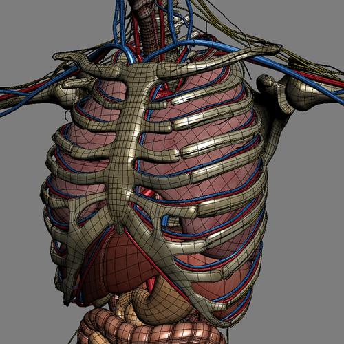 人体男性和女性解剖学 - 身体,肌肉,骨骼和内脏3d模型