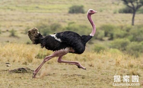 世界上现存最大的鸟:鸵鸟,身高2.5米,体重150千克
