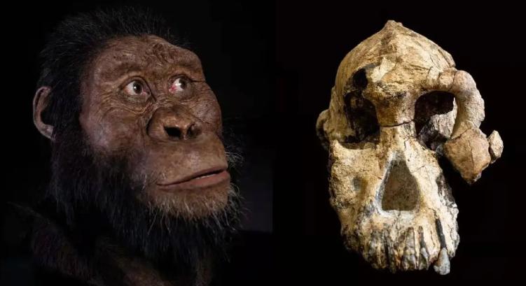 人和猿共同的祖先是什么猿