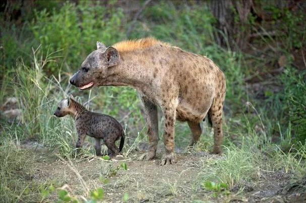 斑鬣狗为何雌性是首领(雌性斑鬣狗竟然长出)(3)