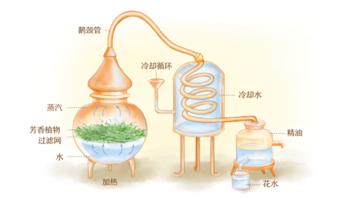 什么是精油 精油是从植物的花,叶,茎,根或果实中,通过水蒸气蒸馏法