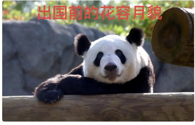 旅美大熊猫回家如果国宝会说话大熊猫丫丫二十年的岁月沦桑是否可以