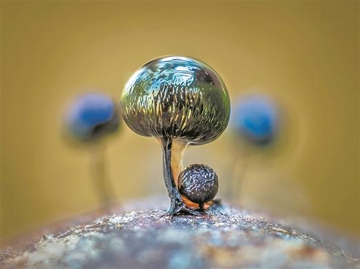 微观摄影丛林小黏菌