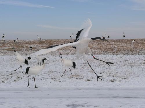 冰雪之花齐齐哈尔,2019年12月15日扎龙丹顶鹤国家保护基地.丹顶鹤美图