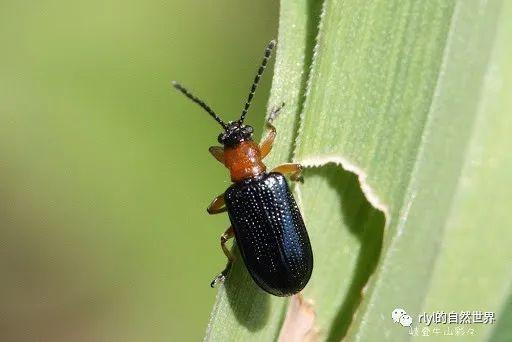 今日--水稻负泥虫(rice leaf beetle)