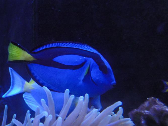 蓝吊,蓝吊名字的由来跟它体上的颜色有一定的联系,鱼体基本上是蓝色的