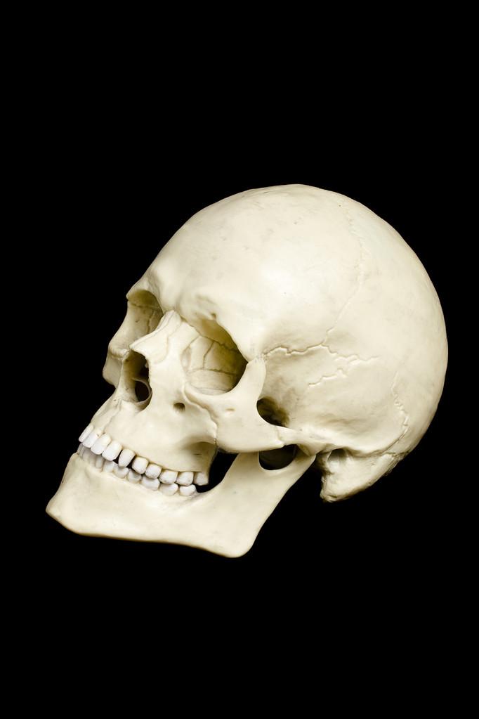 头骨,孤立在黑色背景上的假头骨的侧面图