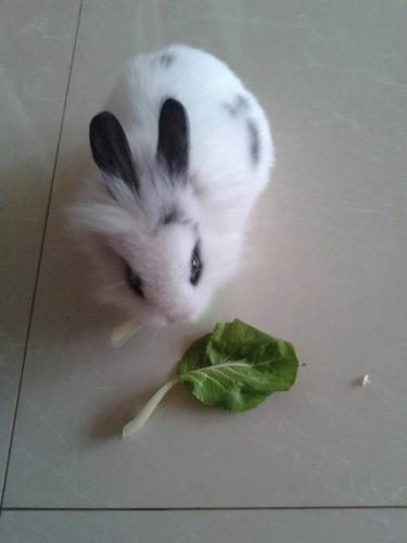 小兔子想吃青菜,我从冰箱你拿出来直接给它吃,不洗不晒的可以给它吃吗