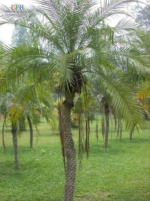 brien)是棕榈科刺葵属的植物,茎单生或丛生,高1-3米,直径达10厘米具 