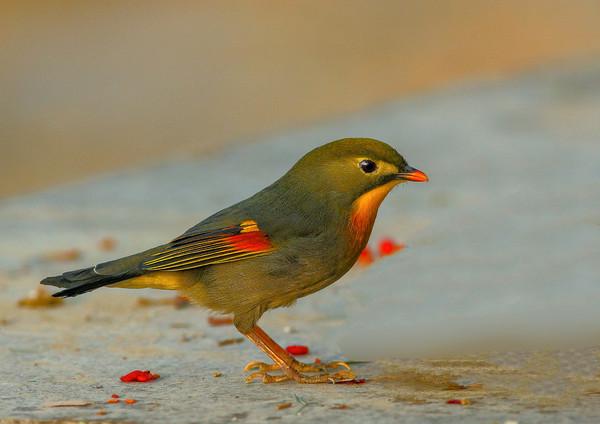 【图】可爱的红嘴相思雀 - 蜂鸟摄影论坛