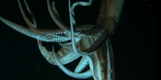 巨怪赏析:人类首次拍到大王乌贼捕食的精彩片段
