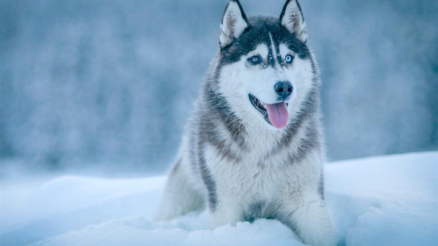 哈士奇狗在雪中,冬天 壁纸 - 1600x900