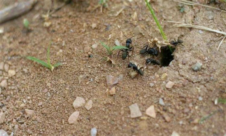 蚂蚁洞口怎么辨别方向优质