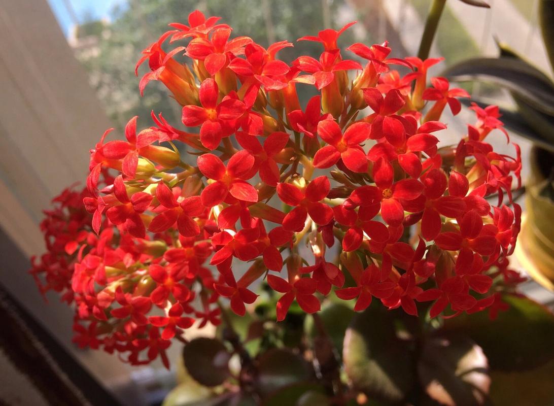 阳台上的大叶凤尾长寿花 这么小的花儿也能美得让人惊叹真是赏心悦目