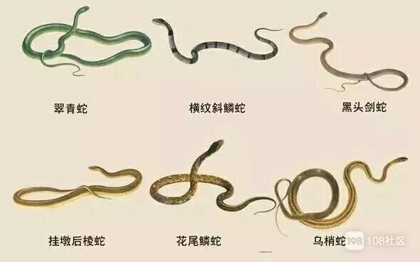 血循毒(五步蛇,蝰蛇,烙铁头和竹叶青蛇),对血液循环系统造成影响