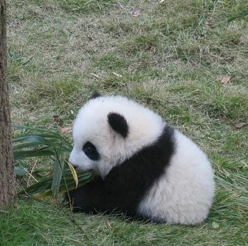 大熊猫的包子脸有多可爱