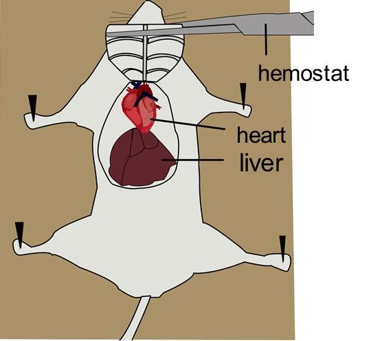 小鼠心脏灌流脑组织解剖与固定