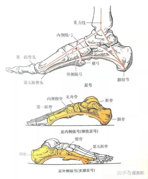足弓可分为前后方向的内,外侧纵弓和内外方向的横弓.什么是足弓?