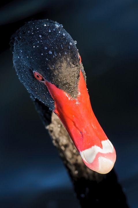 黑天鹅, 红色的喙, 红红的眼睛, 肖像, 黑, 红色, 天鹅