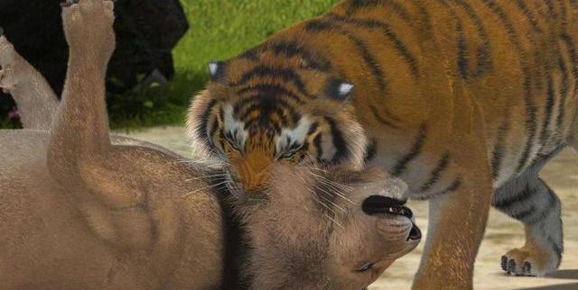 土耳其动物园发生的"虎杀狮",是不是就证明老虎能秒杀狮子?