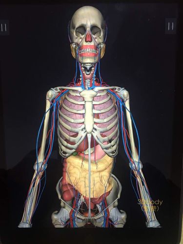 我在ipad上看了人体的透视图,还翻阅了书籍,了解了人体器官对