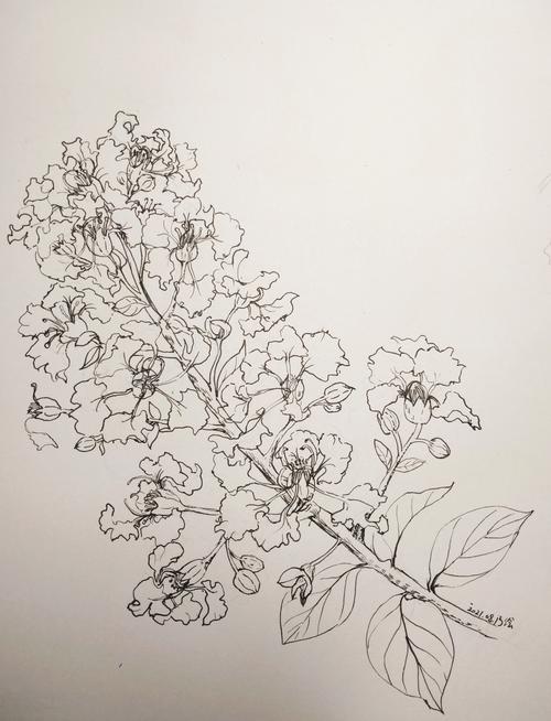 紫薇花手绘练习 - 简书