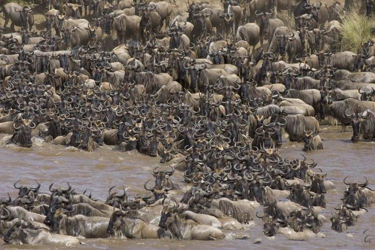东非动物大迁徙的大迁徙简介