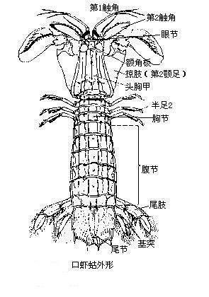 螳螂虾儿童简笔画