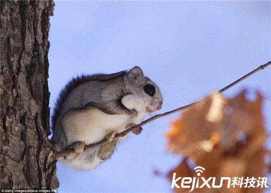 日本侏儒飞鼠:图中的这种口袋大小飞鼠生活在日本境内,薄翼膜可使