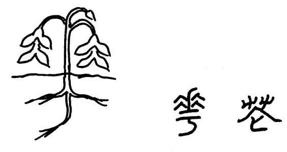 美丽;而在春秋时期之前,汉字中并没有区别花与华,花即为华;甲骨文中