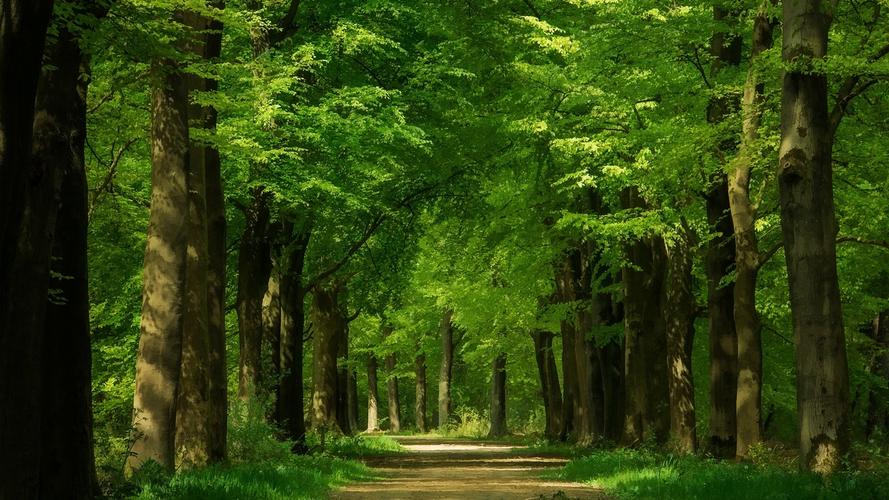壁纸 绿色的森林,树木,路径 1920x1200 hd 高清壁纸, 图片, 照片