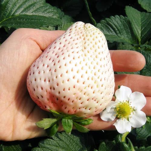 com此外,日本的白草莓品种还包括:佐贺县育成的白宝石(白い宝石)爱知