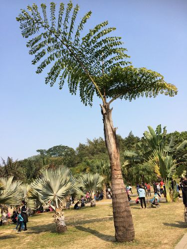 如下近景的棕榈树较少见,请问叫什么植物名字?