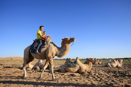 7月25日,一对父子在库布其沙漠七星湖景区体验骑骆驼.