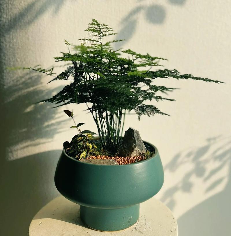 文竹盆栽|文静雅致,竹报平安.文竹可能是中式植物爱好者最熟悉 - 抖音