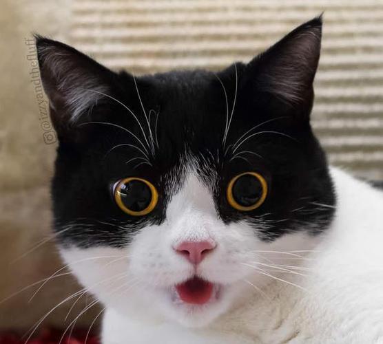 影帝级别的牛奶猫两只圆圆的大眼睛随手照一张都是表情包