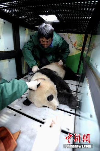 直击大熊猫"华姣"放归前体检全过程