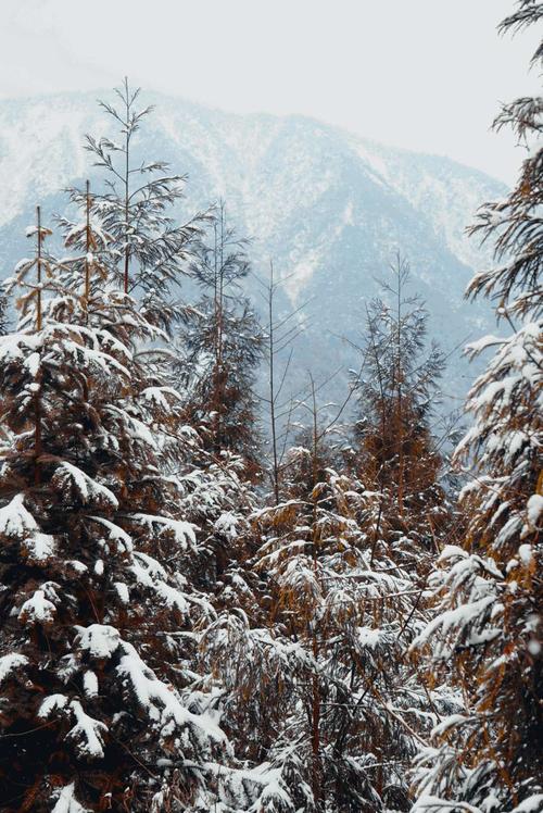 其它 彭州九峰山雪景 写美篇2020.12.31再见,展望2021年 .