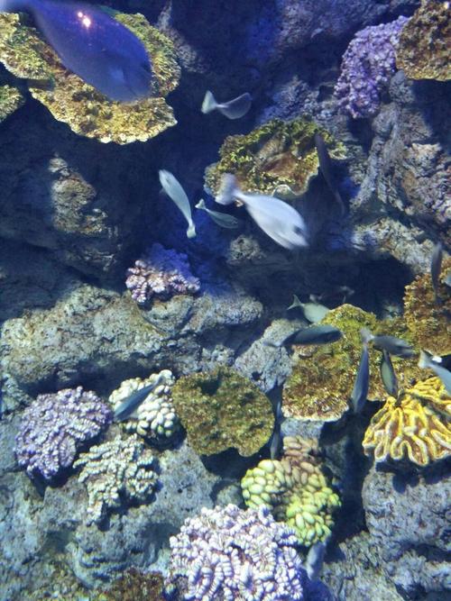 罗源湾,多姿多彩的海洋生物世