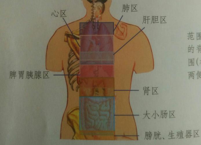 各脏腑脊椎对应区的范围是与脏腑同水平段内的脊椎及两侧三寸宽的范围