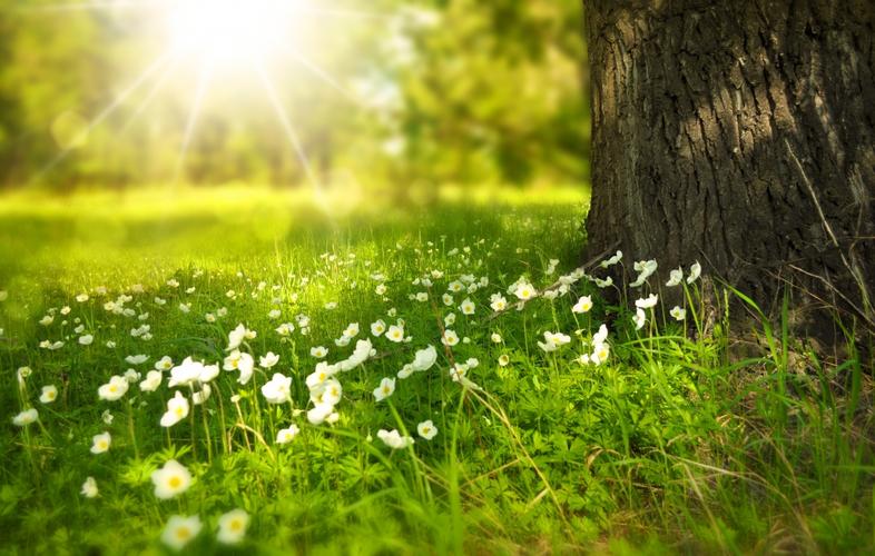 阳光明媚的草地树鲜花4k风景壁纸