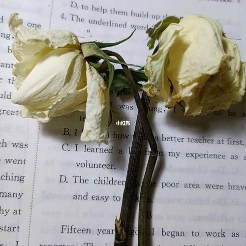 两支枯萎的白玫瑰