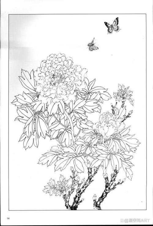 美术教学示范作品《白描牡丹》,跟吴星老师一起画工笔花鸟
