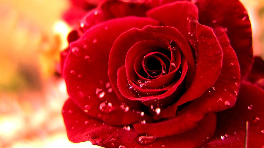 红玫瑰露珠高清壁纸